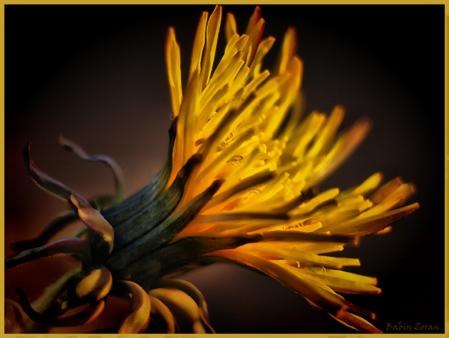 photo "small flower" tags: macro and close-up, 