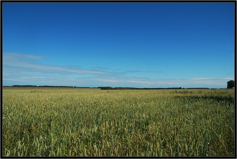 photo "Gentle fields of Siberia" tags: landscape, summer