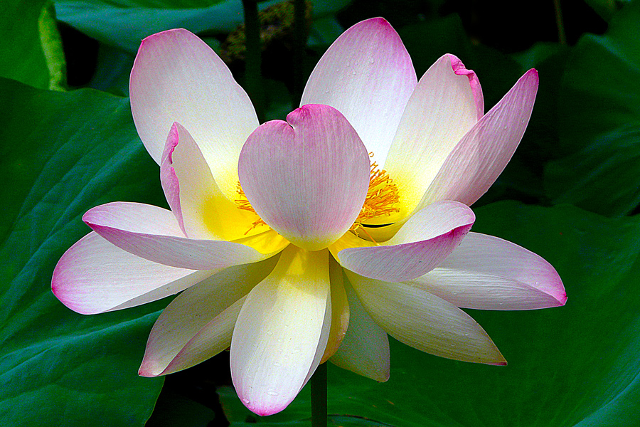 photo "Pure beauty" tags: nature, macro and close-up, flowers, lake, park, summer