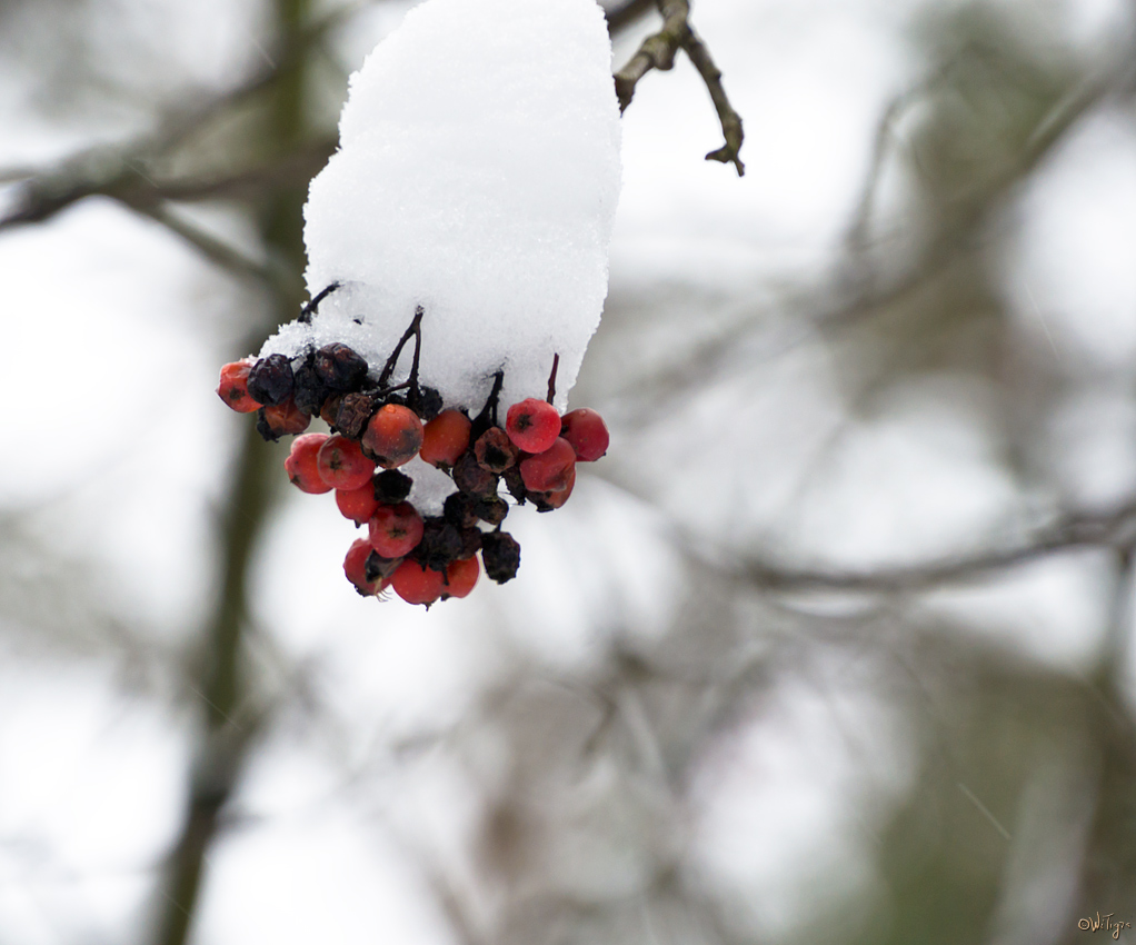 photo "***" tags: macro and close-up, 