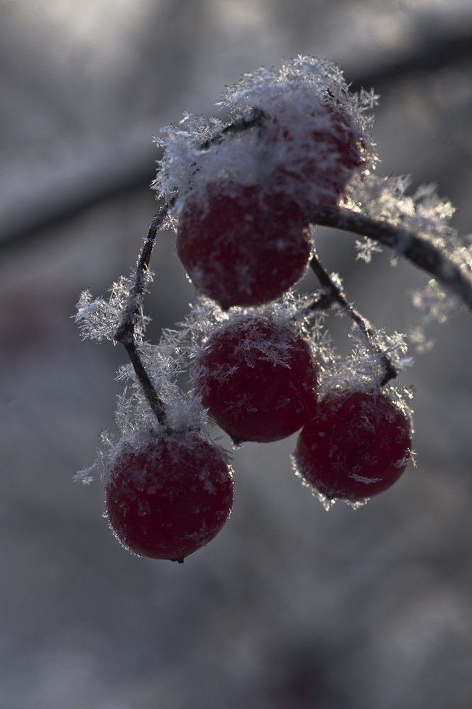 photo "***" tags: macro and close-up, nature, 