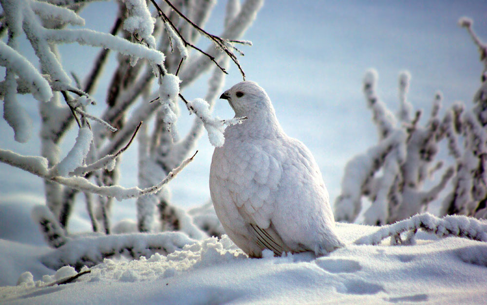 фото "Белая куропатка 2" метки: природа, дикие животные
