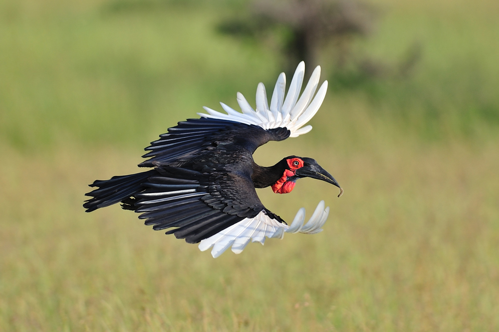 photo "***" tags: nature, travel, Africa, wild animals