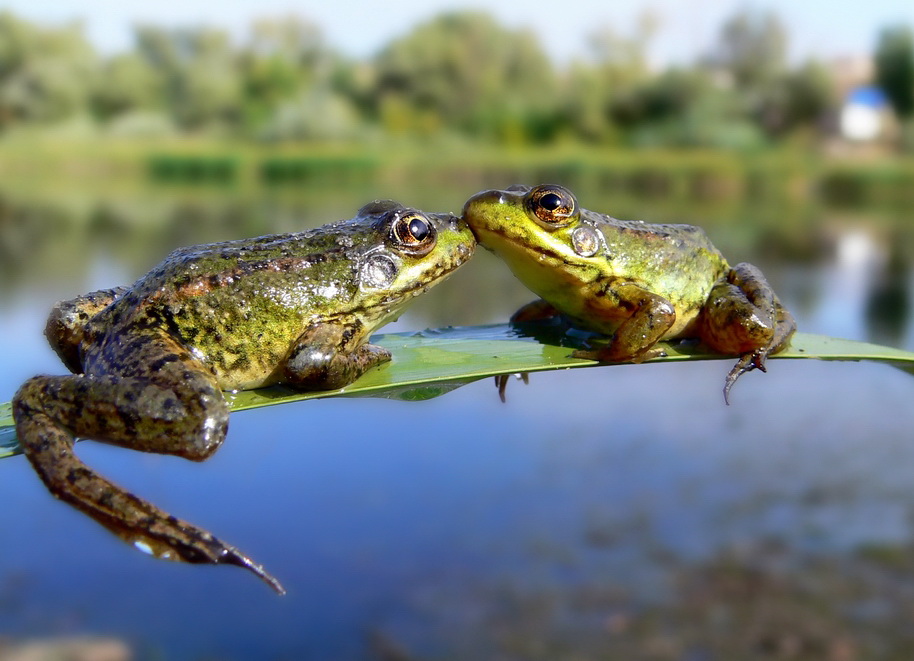 photo "love fff" tags: macro and close-up, 