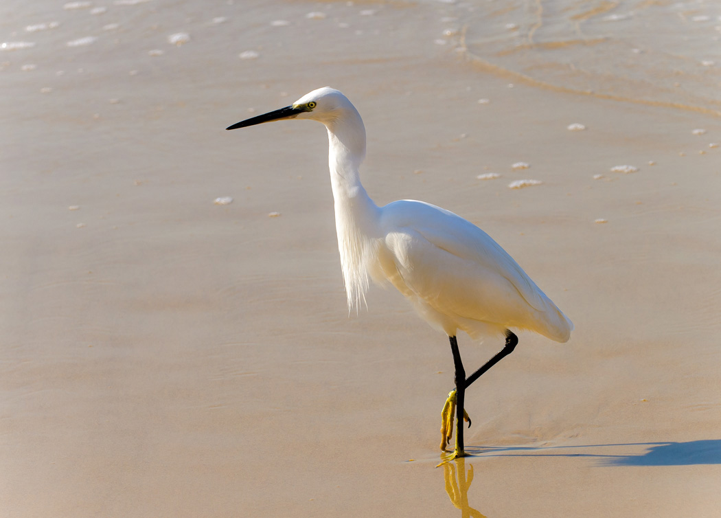 photo "***" tags: nature, wild animals