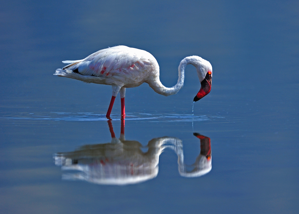 фото "Flamingo" метки: природа, дикие животные