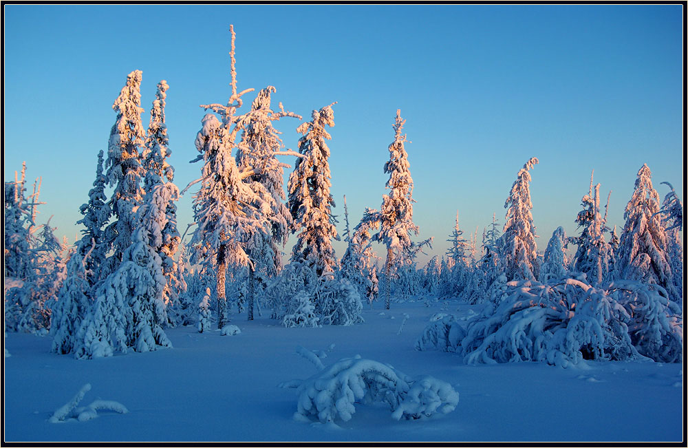 Якутия зимой. Морозы в Якутии. Якутия Тайга зима. Солодухин Якутия. Мороз в тайге.