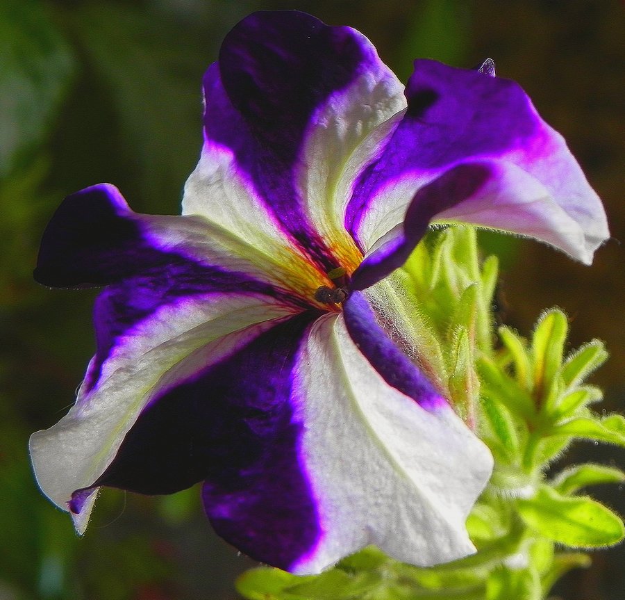 photo "***" tags: nature, macro and close-up, flowers