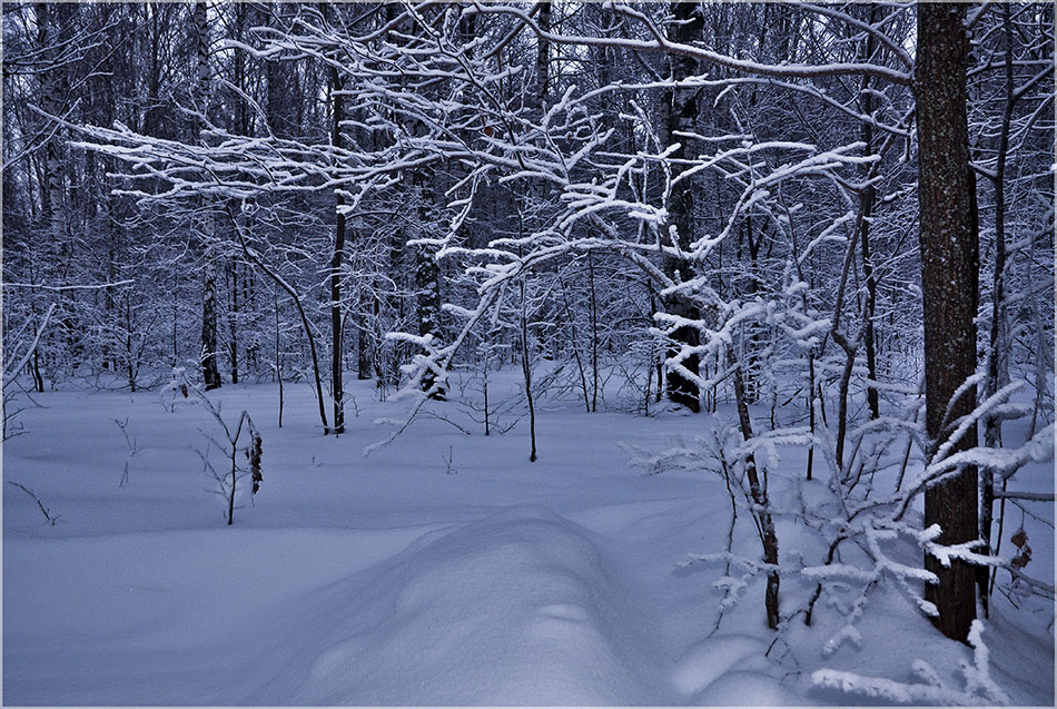 photo "***" tags: landscape, forest, winter