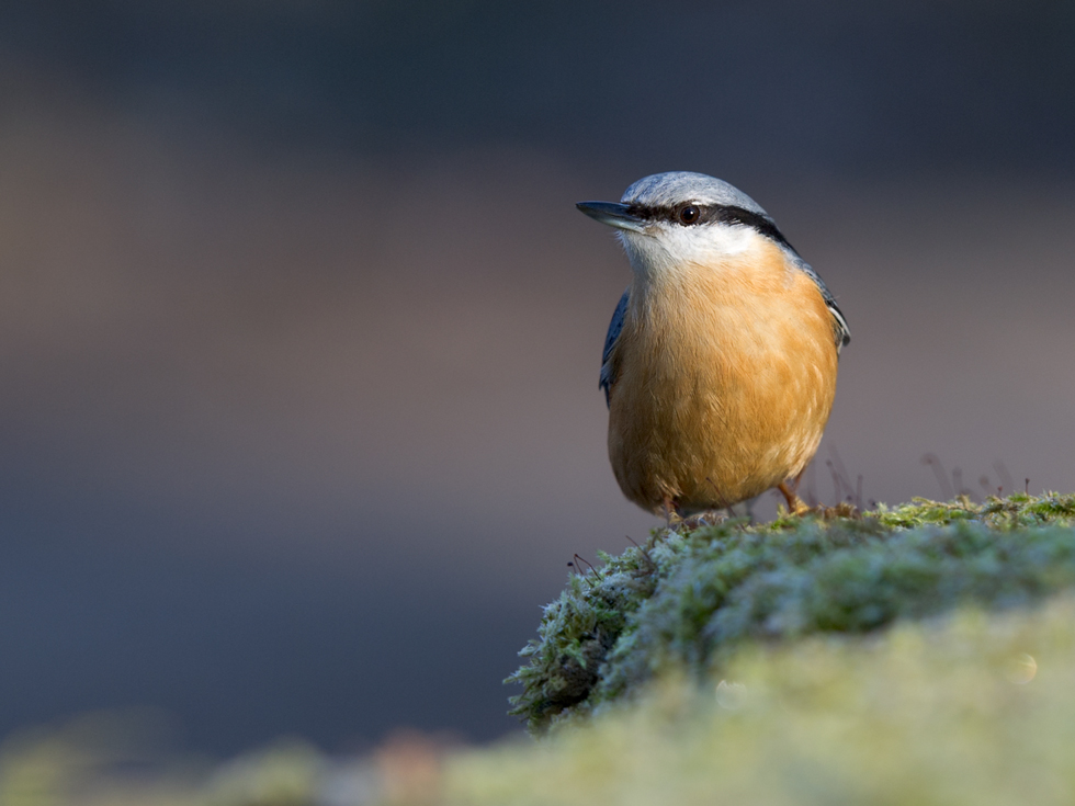 photo "Nuthatch" tags: nature, wild animals