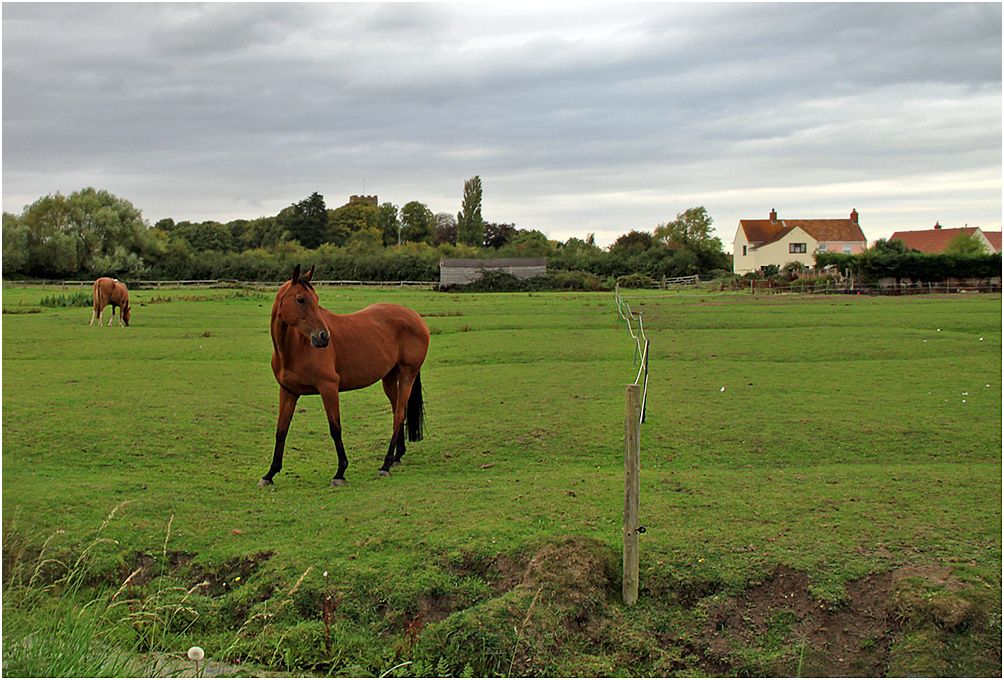 photo "***" tags: nature, pets/farm animals, лошади