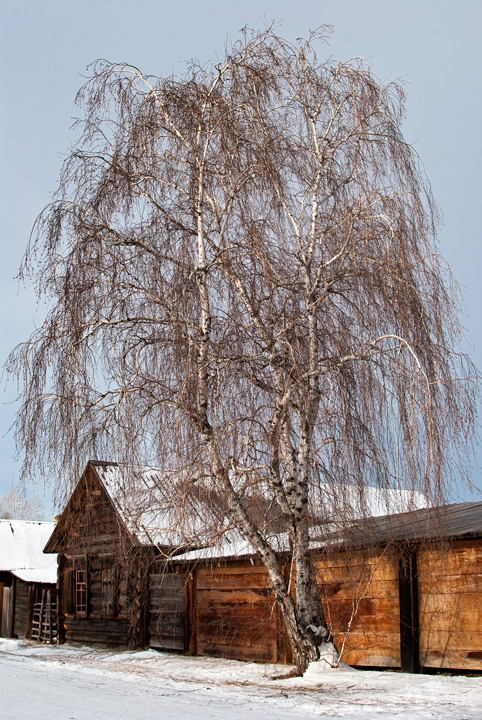 фото "Березовое кружево" метки: пейзаж, зима