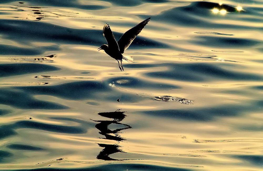 photo ""A Seagull...!"" tags: nature, wild animals