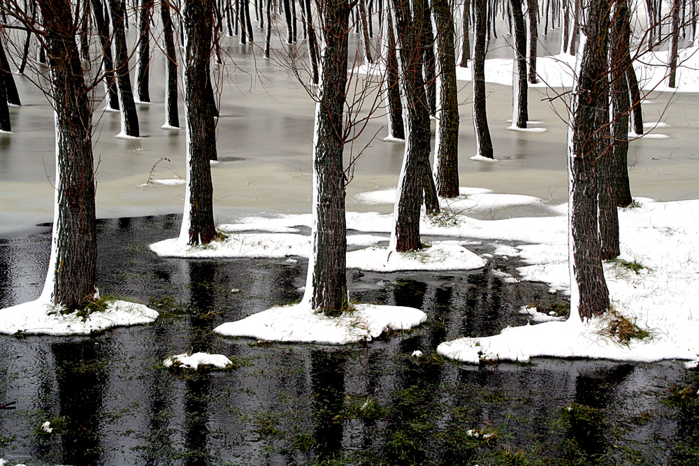 photo "Forest in Winter" tags: landscape, forest, snow, tree, water, winter