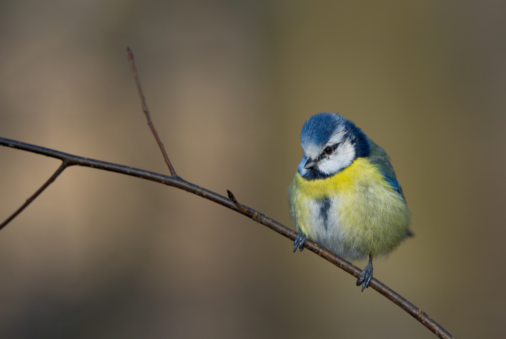 фото "Mésange bleue|Лазоревка" метки: природа, дикие животные