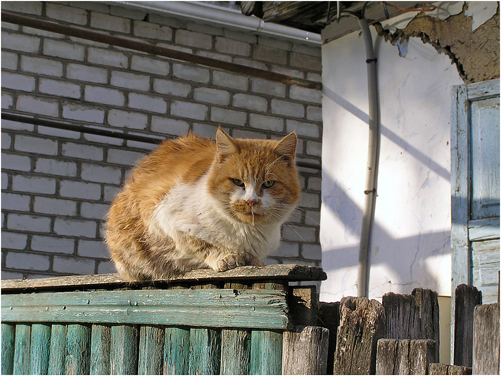 photo "The cat has caught a cold..." tags: nature, pets/farm animals, домашние животные кошки