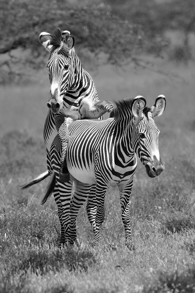 фото "Черно-белая любовь" метки: природа, дикие животные
