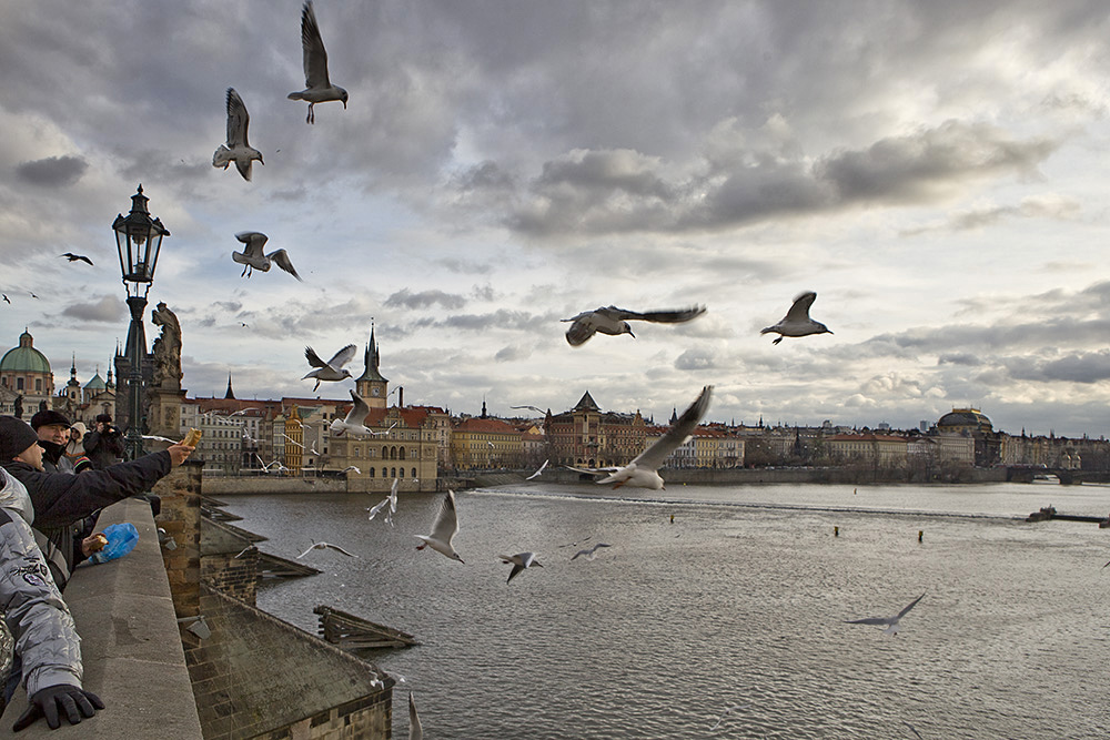 photo "Evening feeding gulls" tags: reporting, city, 