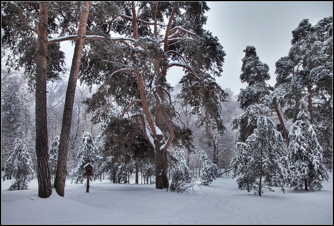 photo "After a snowfall" tags: landscape, forest, winter