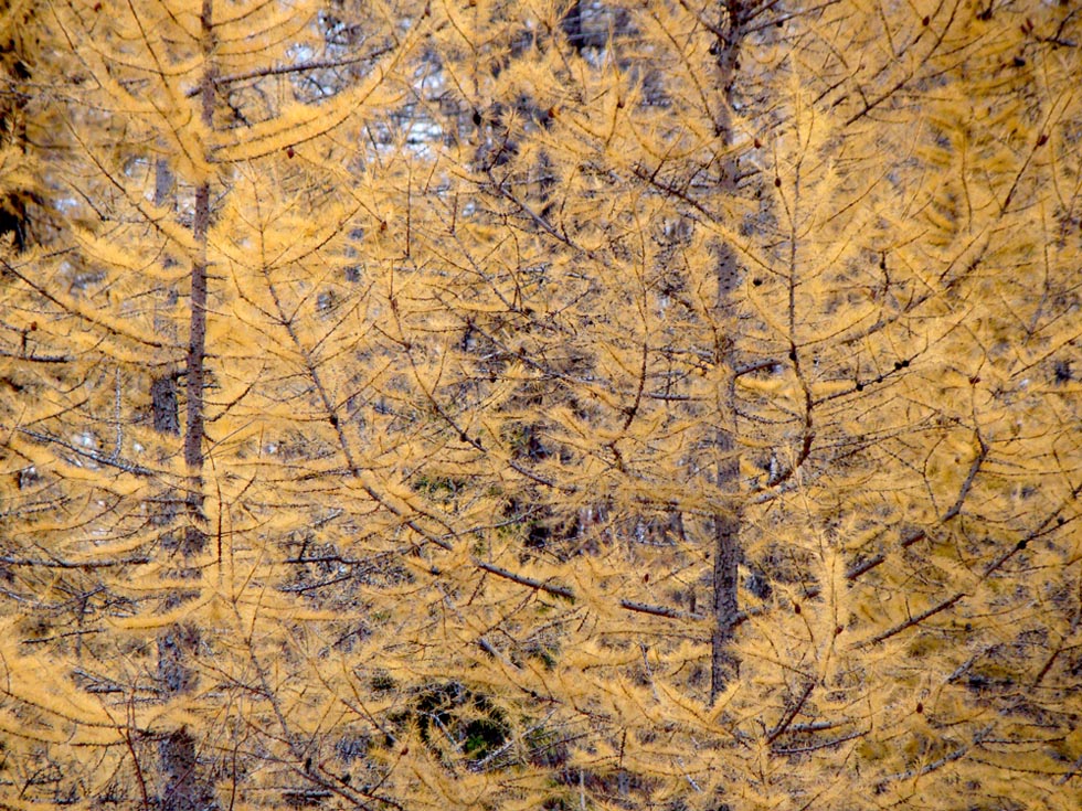 фото "акварель" метки: природа, 