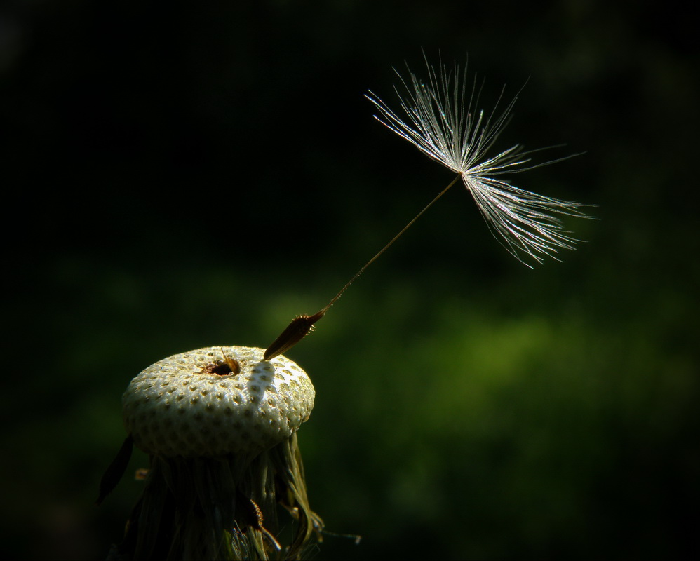 photo "***" tags: nature, macro and close-up, flowers