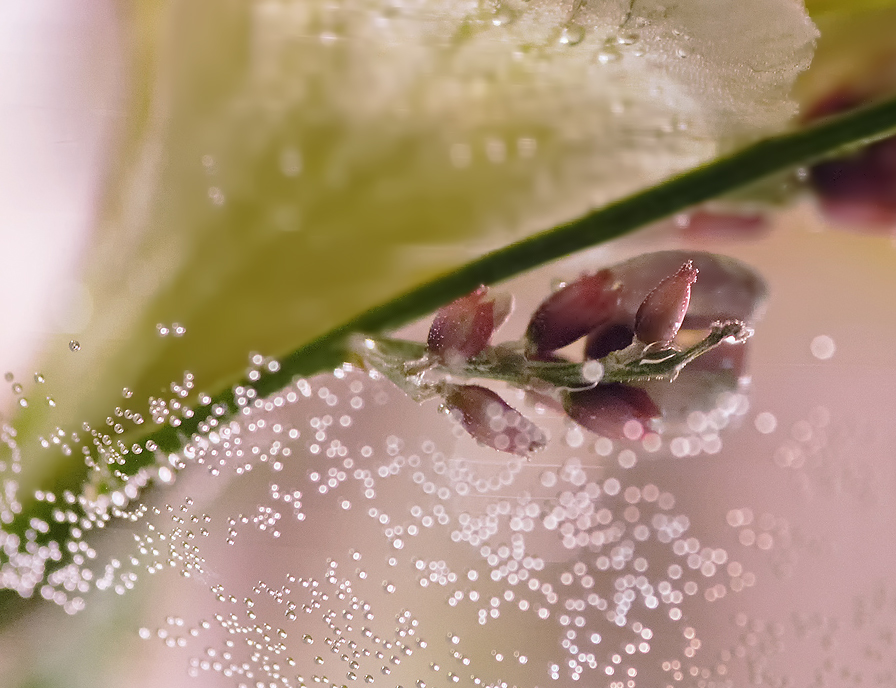 photo "***" tags: abstract, macro and close-up, 