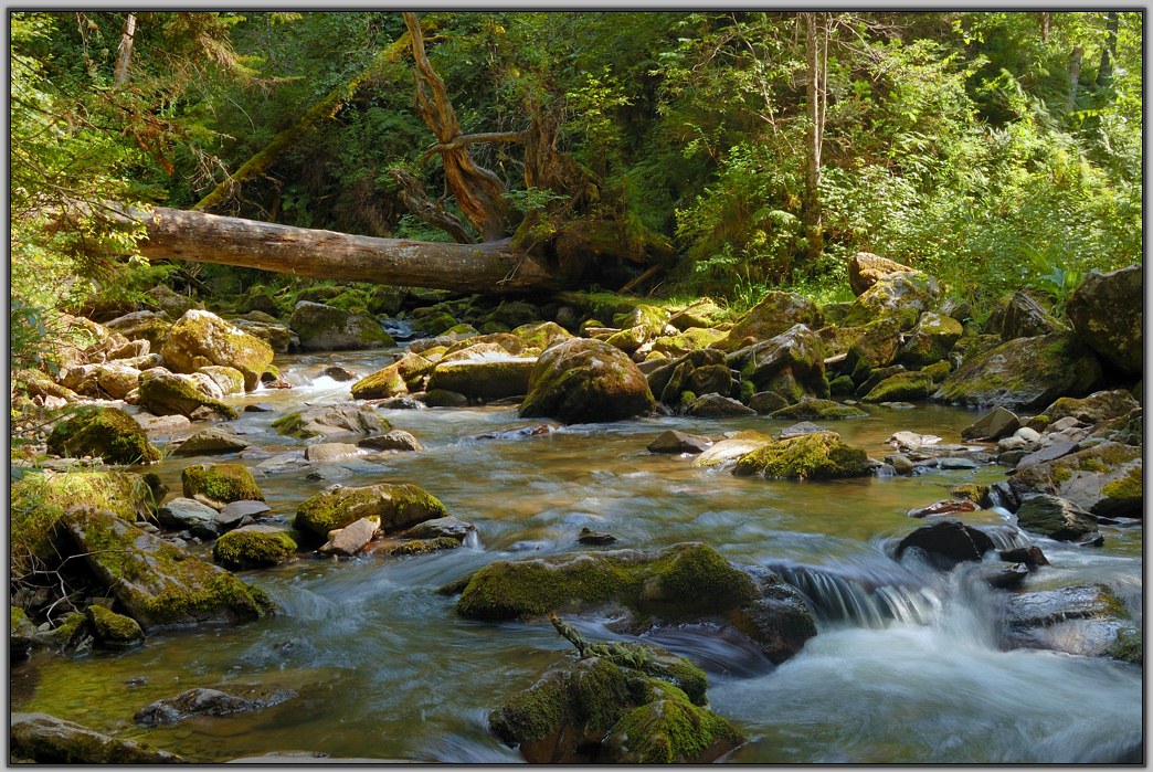 photo "Mystic forest" tags: landscape, forest, water