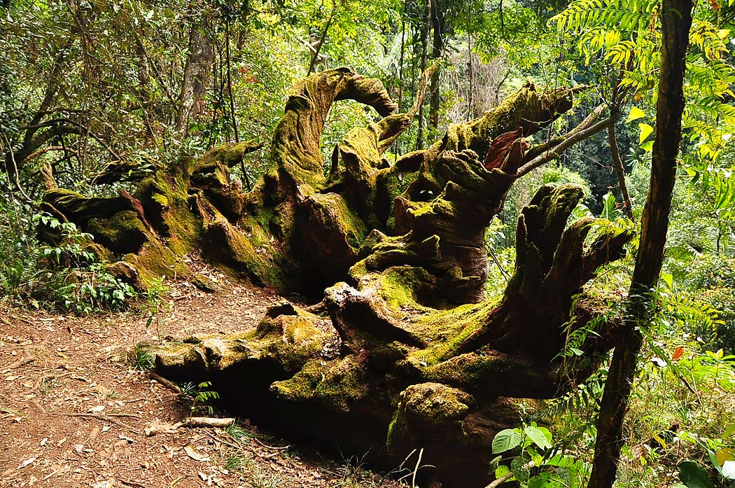 photo "Forest stranger" tags: landscape, forest, summer