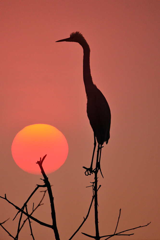 photo "***" tags: nature, wild animals