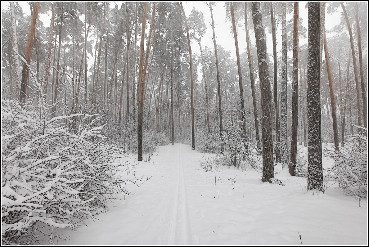 photo "Snowfall in wood" tags: landscape, forest, winter