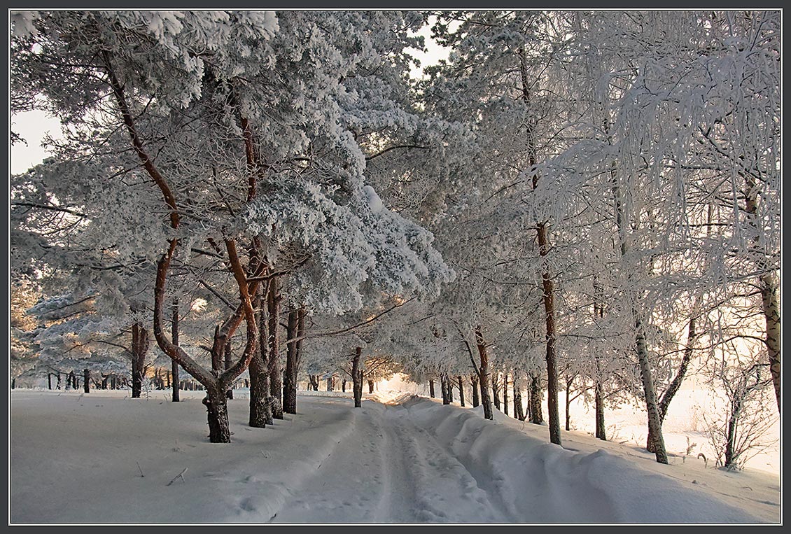 photo "***" tags: landscape, forest, winter