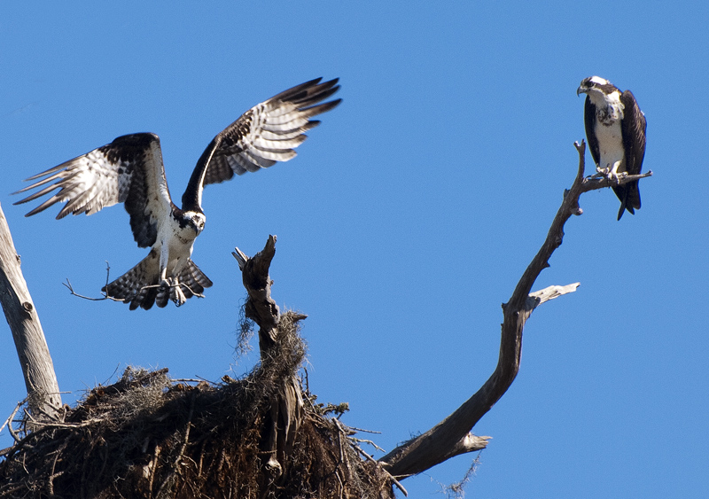 photo "Nest-building Ospreys" tags: nature, wild animals