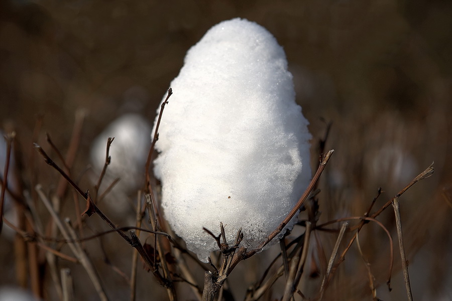 photo "***" tags: fragment, nature, 