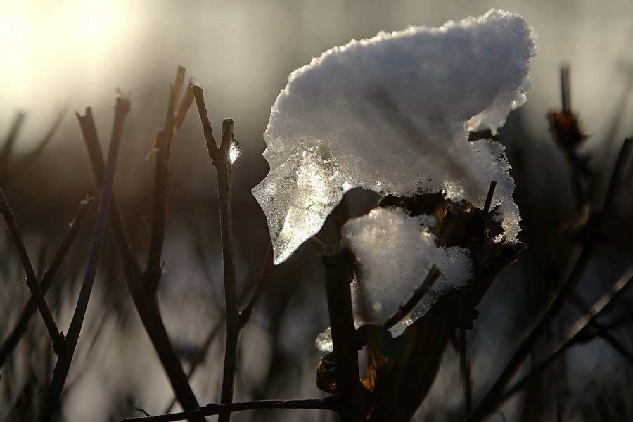 photo "***" tags: fragment, nature, 