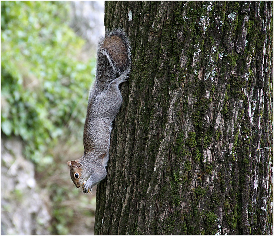 photo "***" tags: nature, wild animals