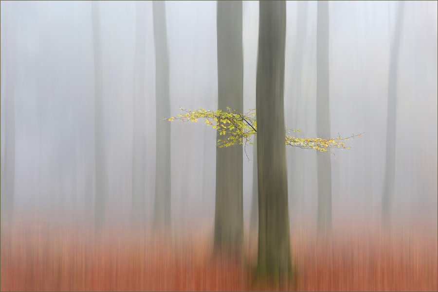 photo "Misty afternoon" tags: landscape, forest