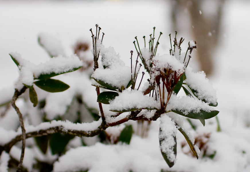 фото "Первый снег." метки: пейзаж, зима