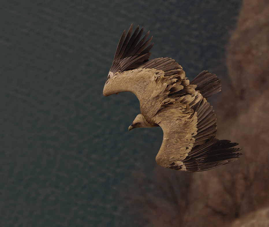 photo "***" tags: nature, wild animals