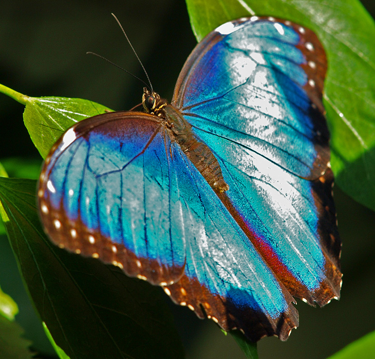 photo "Blue Fantasy" tags: macro and close-up, reporting, 