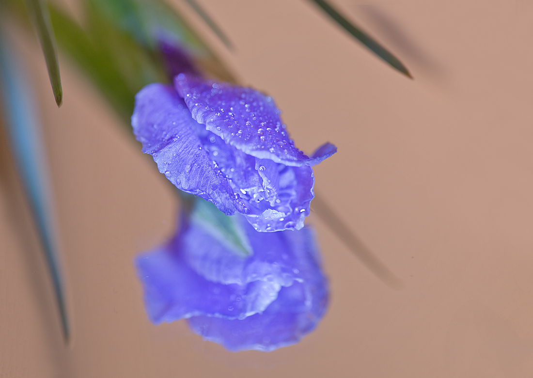 photo "Solo sky-blue iris ..." tags: still life, 