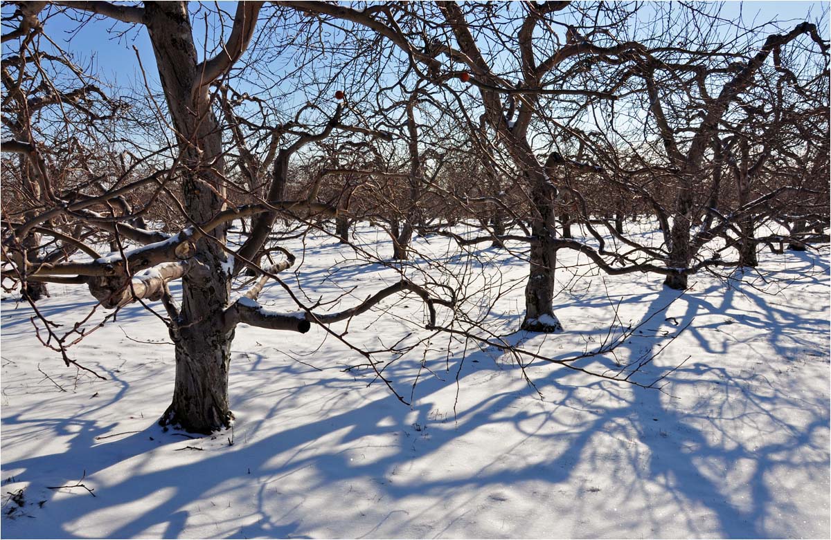 фото "Белоснежный зимний сон" метки: пейзаж, зима
