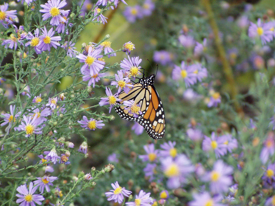 photo "Shy butterly" tags: nature, insect