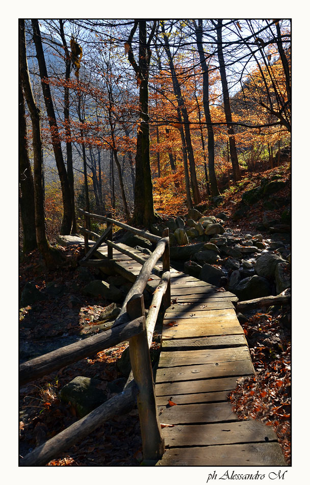 photo "colori" tags: landscape, forest