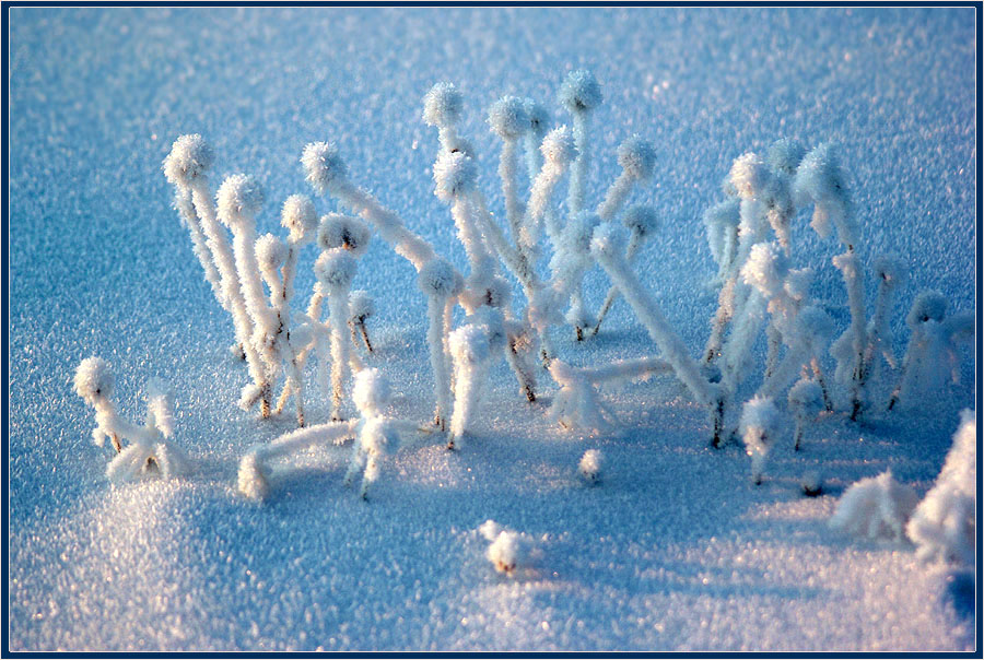 photo "***" tags: nature, landscape, flowers, winter