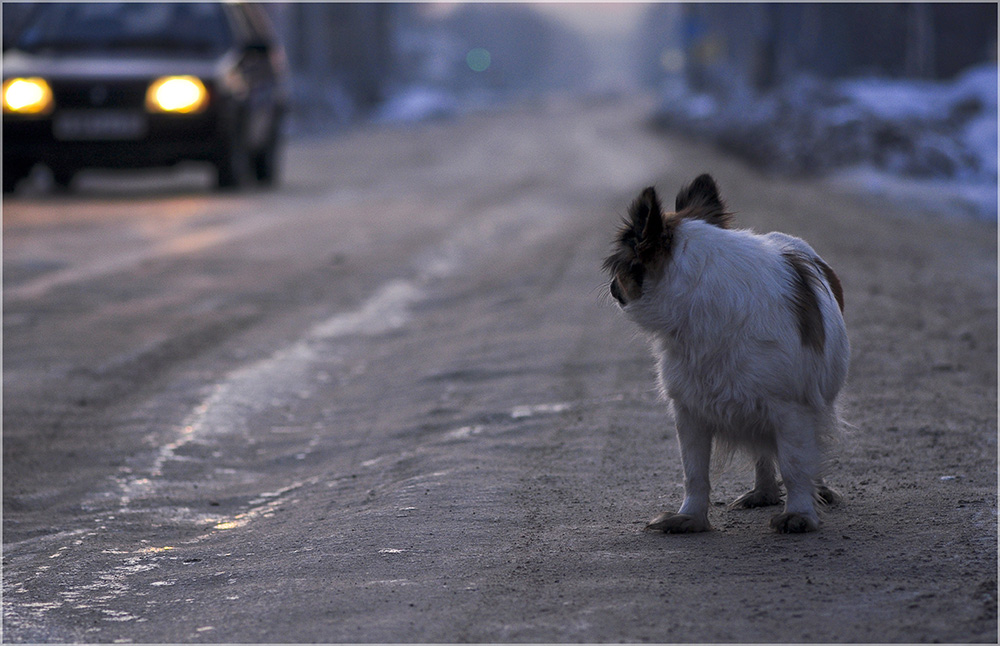 photo "***" tags: nature, genre, pets/farm animals