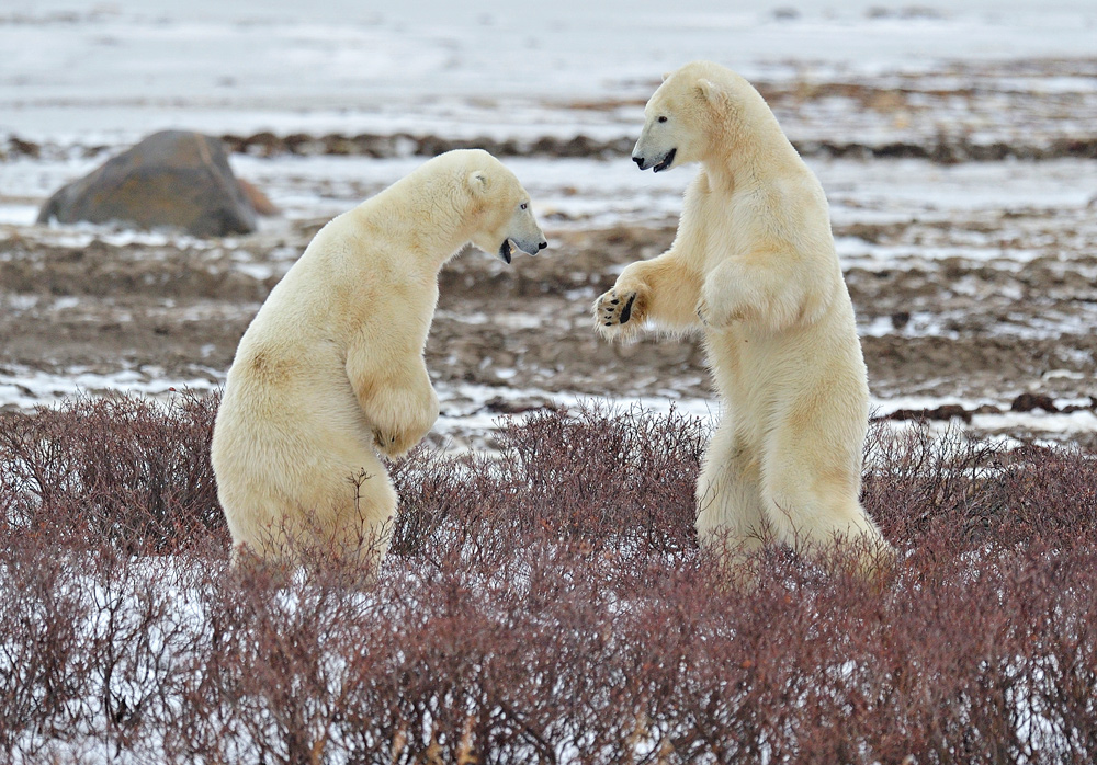 photo "***" tags: nature, wild animals