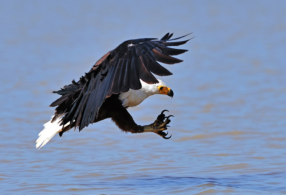 фото "Attack!" метки: природа, дикие животные