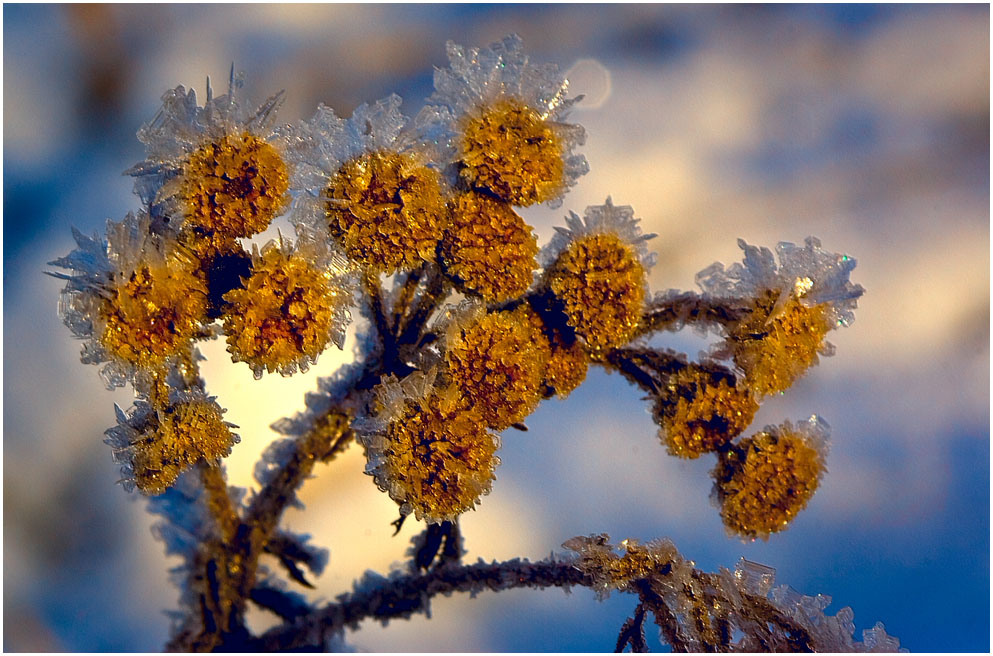 photo "***" tags: macro and close-up, 