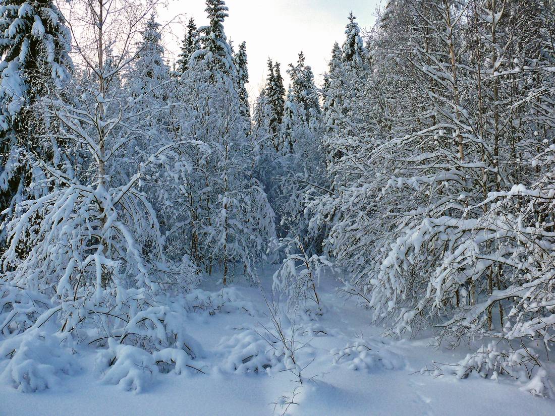 фото "снежное утро" метки: пейзаж, зима, лес