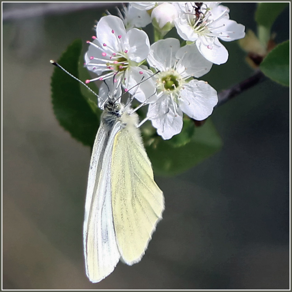 photo "***" tags: nature, macro and close-up, insect